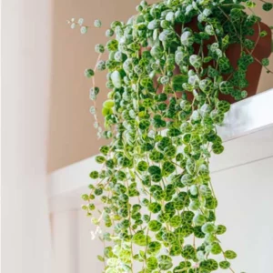 String of Turtles Trailing Succulent 3'' Pot - Unique Houseplant