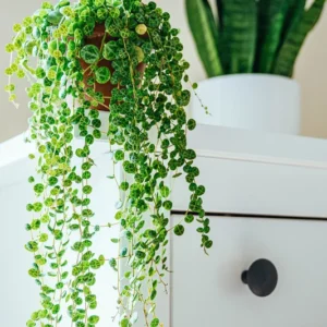 String of Turtles Succulent Plant 4'' Pot Trailing Indoor