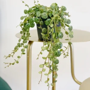 String of Turtles Plant Trailing Succulent 5 inch Pot Indoor