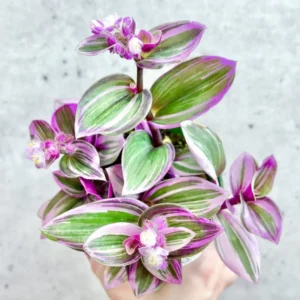 Pink Wandering Jew Tradescantia Nanouk Rare Houseplant 4'' Pot Colorful Foliage