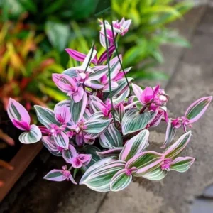 Pink Wandering Jew Tradescantia Nanouk Houseplant 6'' Pot Rare