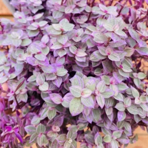 Callisia Repens Pink Lady Plant 4'' Pot Pink Tradescantia Indoor Houseplant