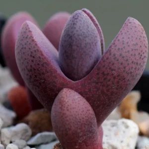 Royal Flush Succulent Purple Lithop - 3 Inch Pot - Rare Find