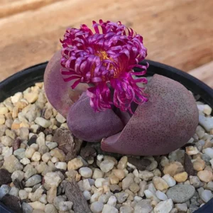 Royal Flush Succulent Purple Lithop - 3 Inch Pot - Rare Find