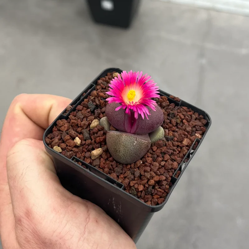 Royal Flush Succulent Purple Lithop - 3 Inch Pot - Rare Find