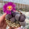 Royal Purple Lithop Plant 3'' Pot - Rare Living Stone Succulent