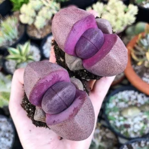 Royal Purple Lithop Plant 3'' Pot - Rare Living Stone Succulent