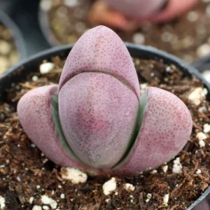 Royal Purple Lithop Plant 3'' Pot - Rare Living Stone Succulent