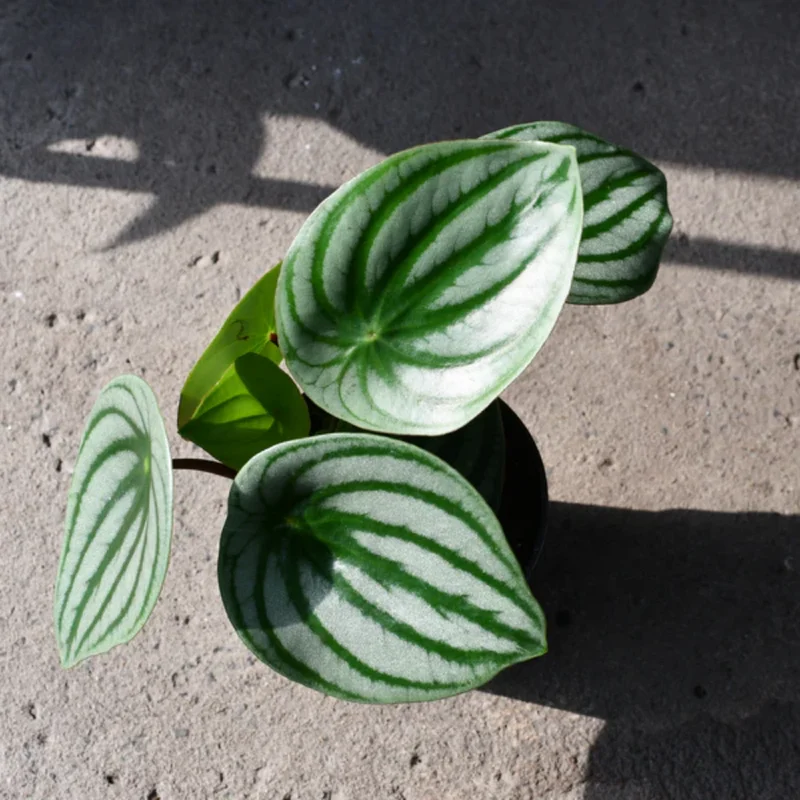 Peperomia Watermelon Live Houseplant 4-inch Pot Unique Foliage