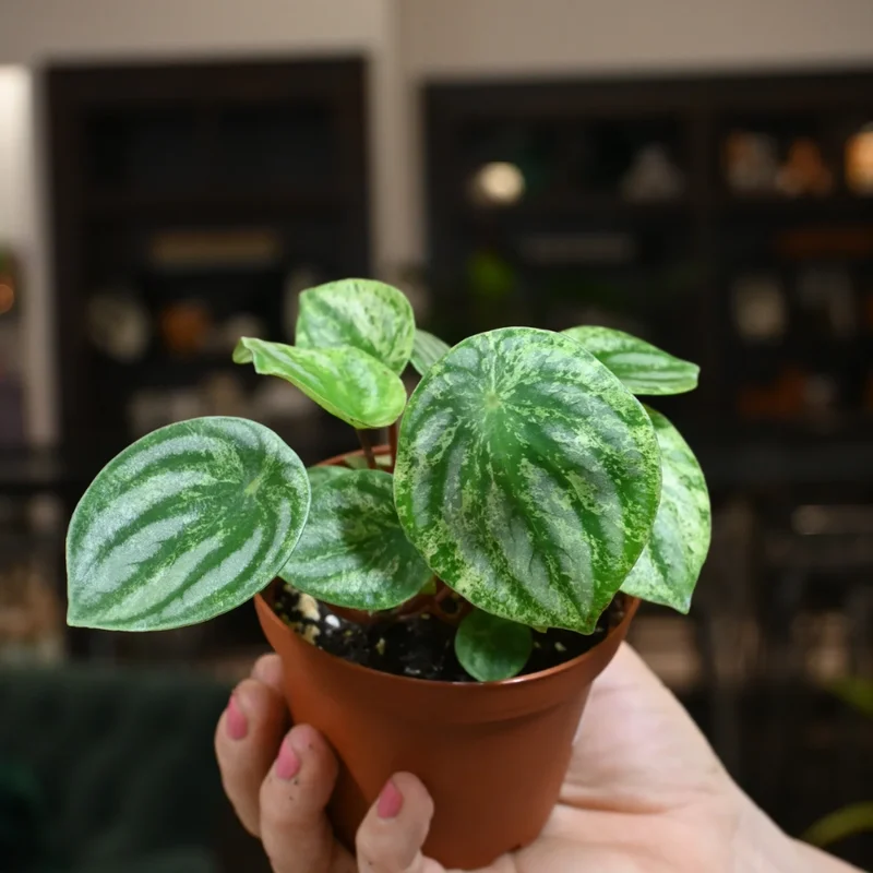 Peperomia Watermelon Live Houseplant 4-inch Pot Unique Foliage