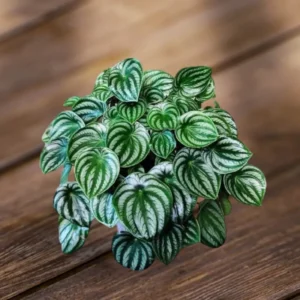 Peperomia Watermelon Live Houseplant 4-inch Pot Unique Foliage