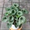Peperomia Watermelon Live Houseplant 4-inch Pot Unique Foliage