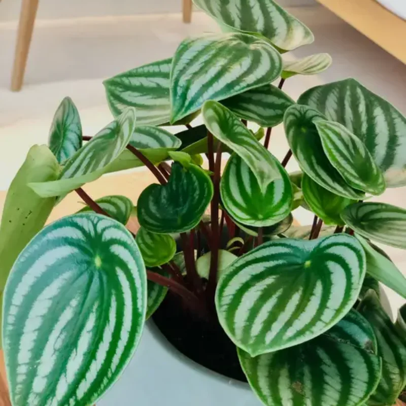 Peperomia Watermelon Live Houseplant 4-inch Pot Unique Foliage