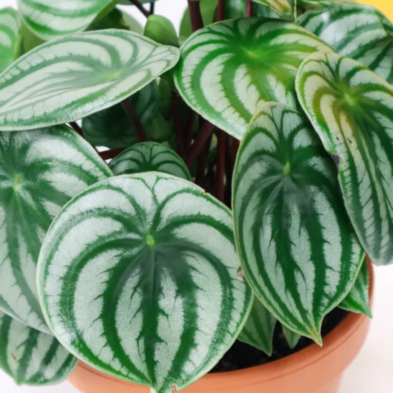Peperomia Watermelon Plant Live Potted Plant 4 inch Decorative Houseplant