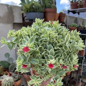 Variegated Baby Sun Rose Plant 2 Inch Pot Colorful Succulent