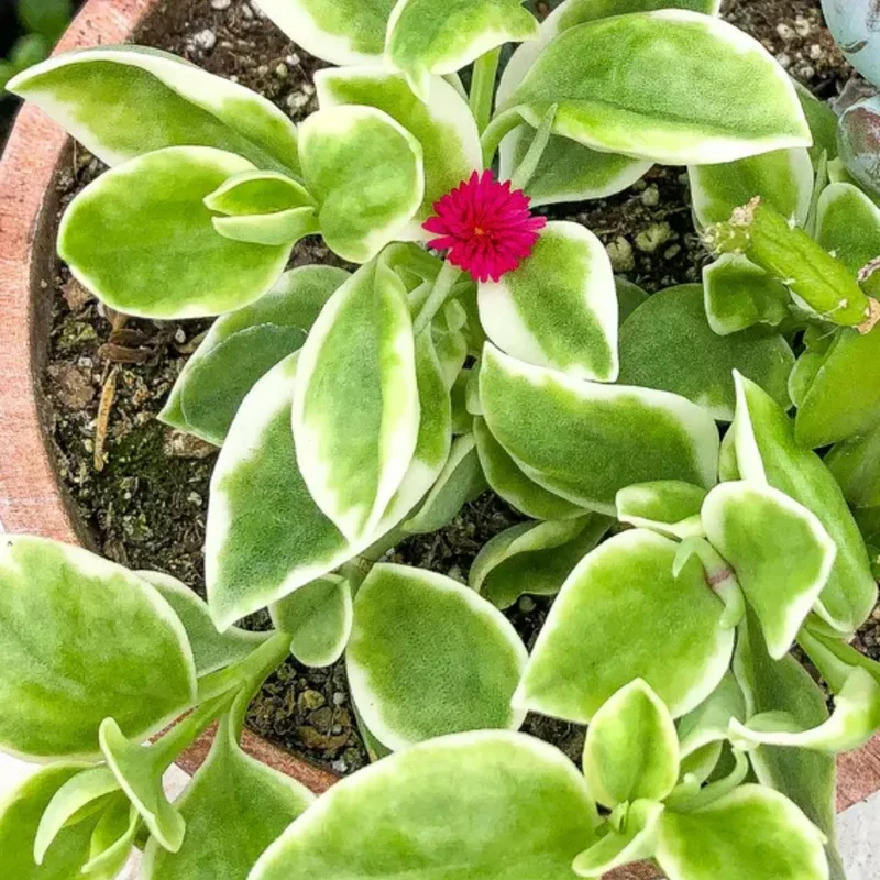 Variegated Baby Sun Rose Plant 2 Inch Pot Colorful Succulent