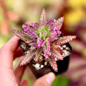 Kalanchoe Pink Butterflies Plant - 2 Inch Pot - Unique Succulent