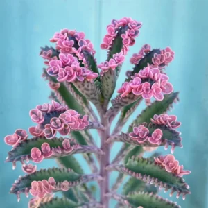 Kalanchoe Pink Butterflies Plant - 2 Inch Pot - Unique Succulent