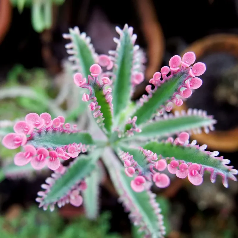 Kalanchoe Pink Butterflies Plant - 2 Inch Pot - Unique Succulent