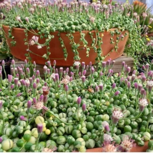 Variegated String of Pearls Plant - 2 Inch Pot, Unique Trailing Succulent