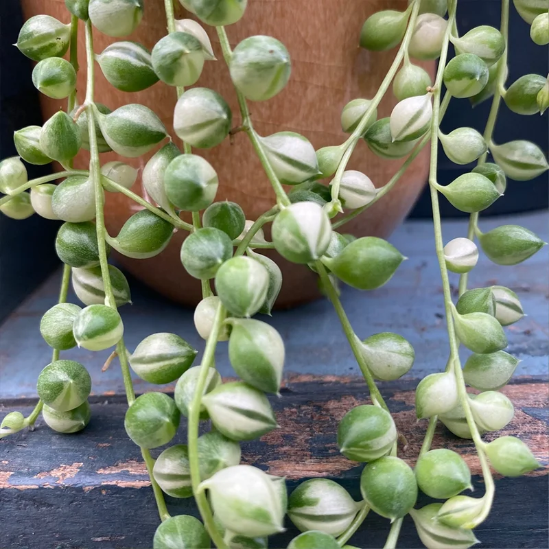 Variegated String of Pearls Plant 4'' Pot - Trailing Succulent