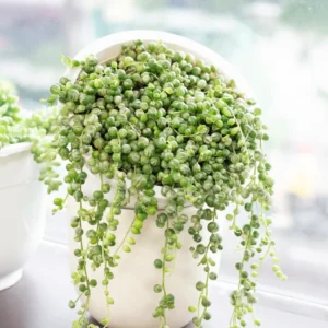 Variegated String of Pearls Plant 4'' Pot - Trailing Succulent