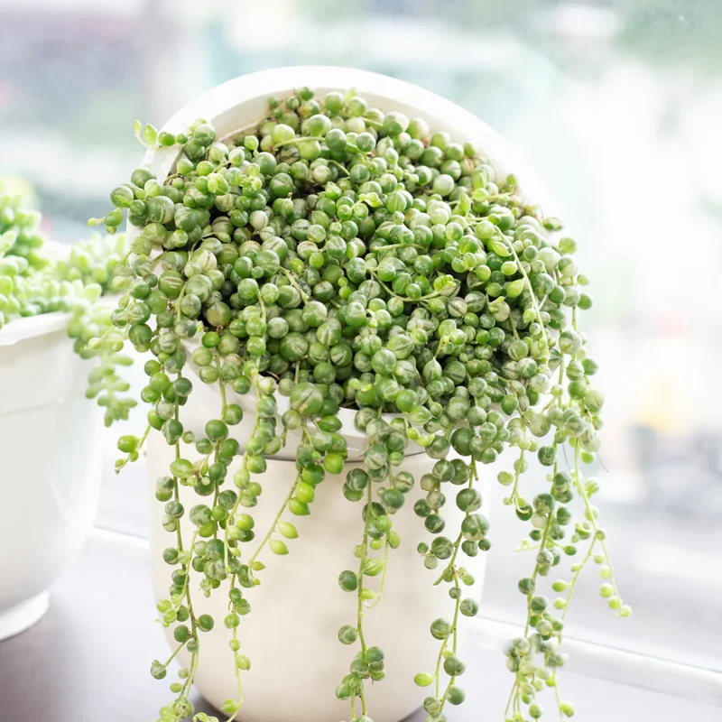 Variegated String of Pearls Plant 4'' Pot - Trailing Succulent