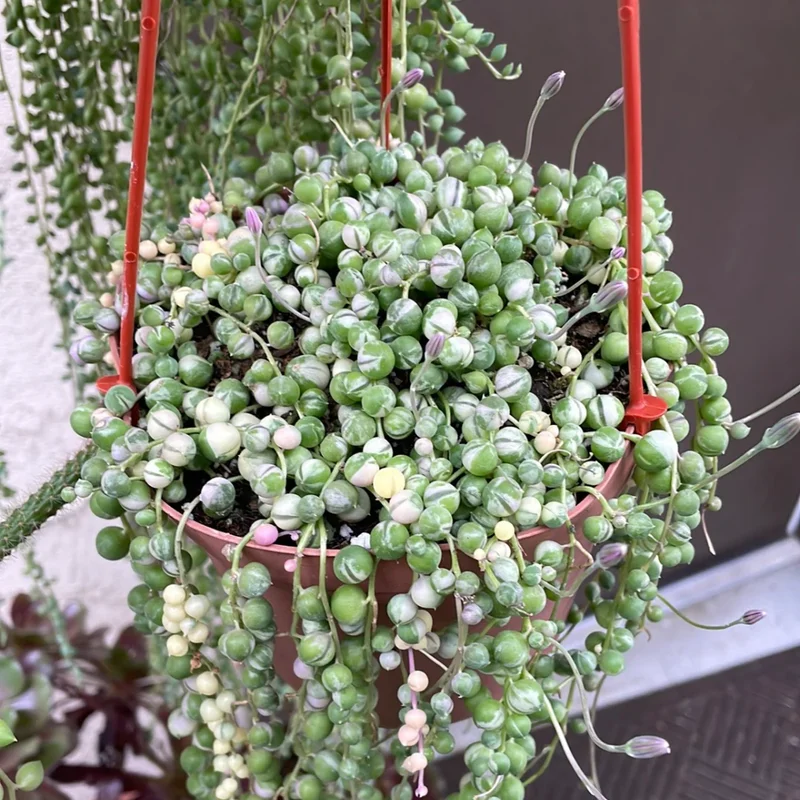 Variegated String of Pearls Plant 4'' Pot - Trailing Succulent