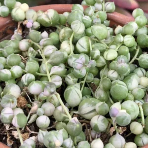 Variegated String of Pearls Plant 4'' Pot - Trailing Succulent