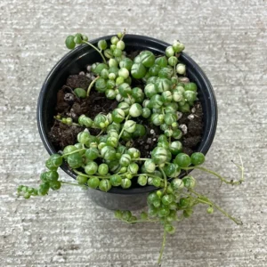Variegated String of Pearls Plant - 6 Inch Pot - Trailing Succulent