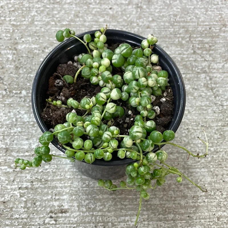 Variegated String of Pearls Plant - 6 Inch Pot - Trailing Succulent