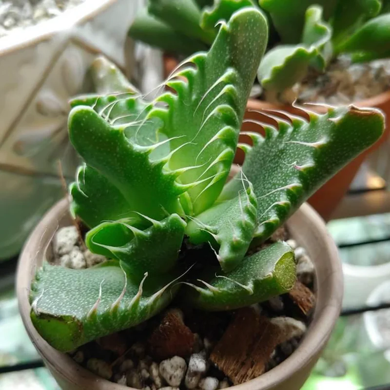 Tiger Jaw Faucaria Tigrina Succulent 2in Pot - Unique Houseplant