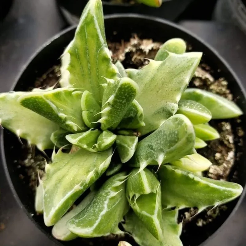 Tiger Jaw Faucaria Tigrina Succulent 2in Pot - Unique Houseplant