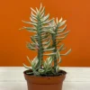 Devil's Backbone Succulent - Variegated Zig Zag Plant - 3 Inch Pot