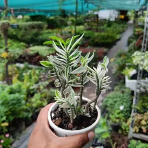 Devil's Backbone Succulent - Variegated Zig Zag Plant - 3 Inch Pot