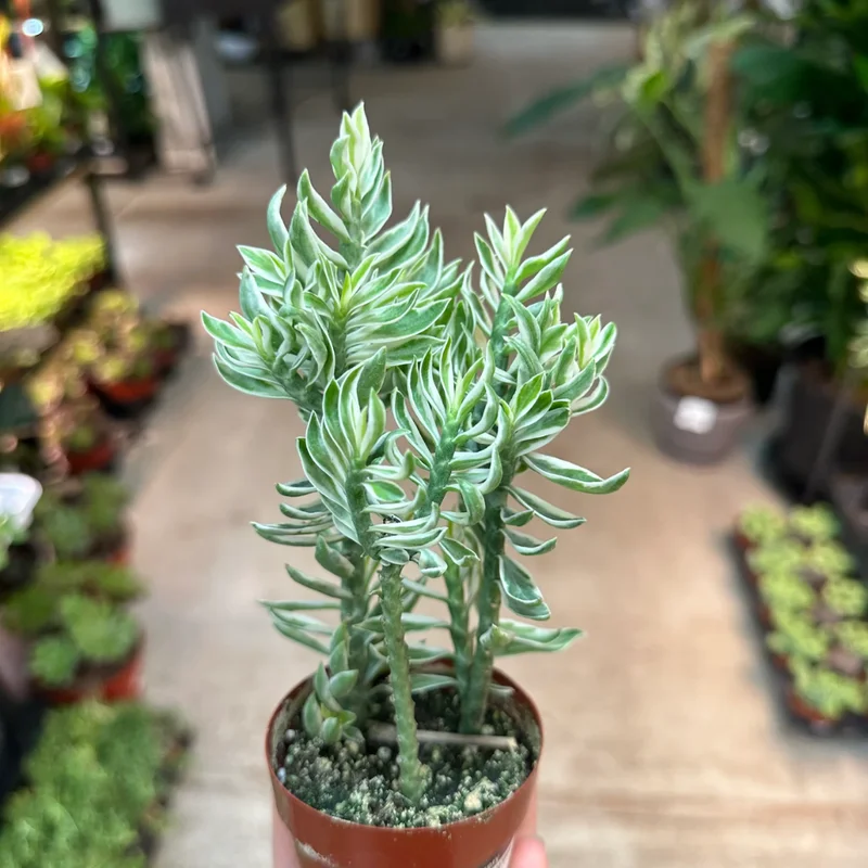 Devil's Backbone Succulent - Variegated Zig Zag Plant - 3 Inch Pot