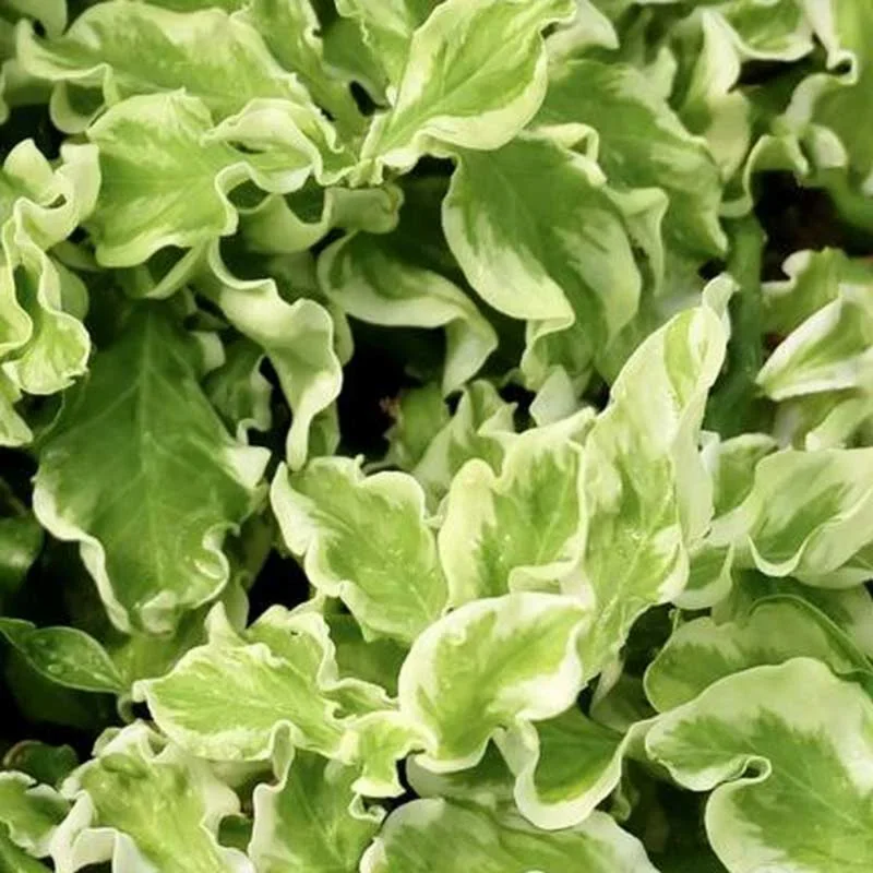 Curly Devil's Backbone Succulent Plant 3'' Pot - Unusual Indoor Plant