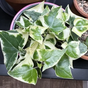 Variegated Wax Ivy Trailing Plant 4'' Pot - Indoor Hanging Plant