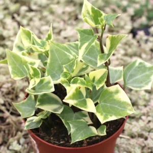 Variegated Wax Ivy Trailing Plant 4'' Pot - Indoor Hanging Plant
