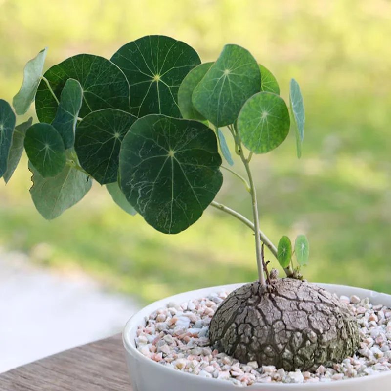 Stephania Cephalantha Caudex Plant 3-3.5 inch Rare Indoor Plant