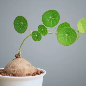 Stephania Cephalantha Caudex - Live Plant 3.5-4 inch Unique Houseplant