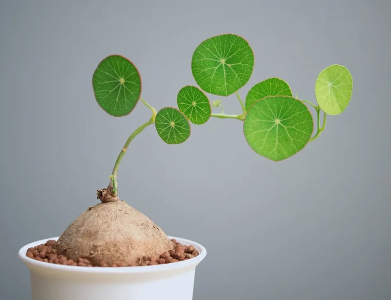 Stephania Cephalantha Caudex - Live Plant 3.5-4 inch Unique Houseplant