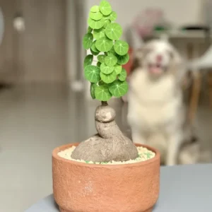 Stephania Cephalantha Caudex - Live Plant 3.5-4 inch Unique Houseplant