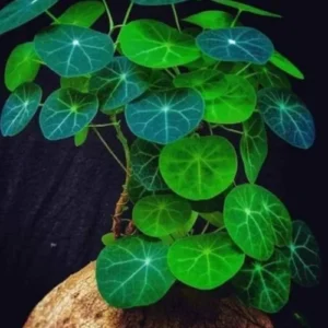 Stephania Cephalantha Caudex Plant 4-4.5in Rare Indoor Plant