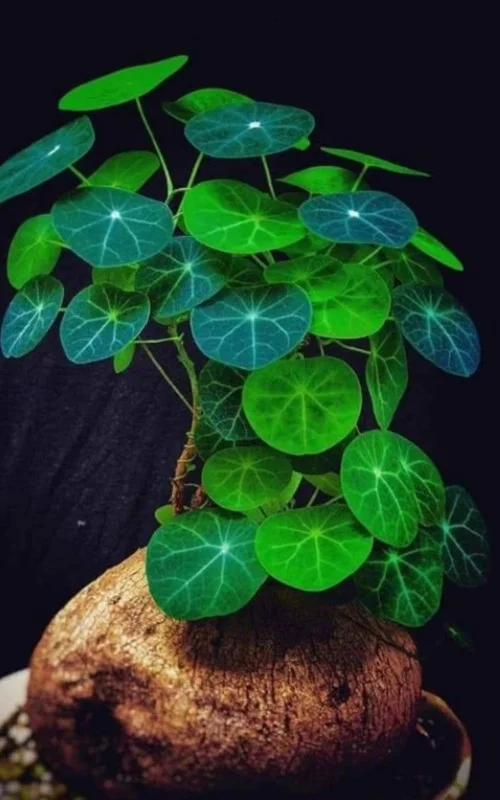 Stephania Cephalantha Caudex Plant 4-4.5in Rare Indoor Plant