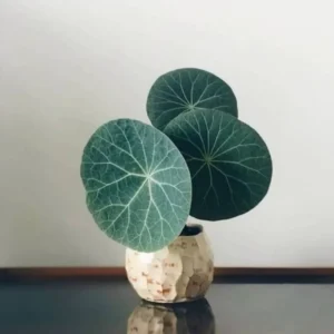 Stephania Cephalantha Caudex Plant 4-4.5in Rare Indoor Plant