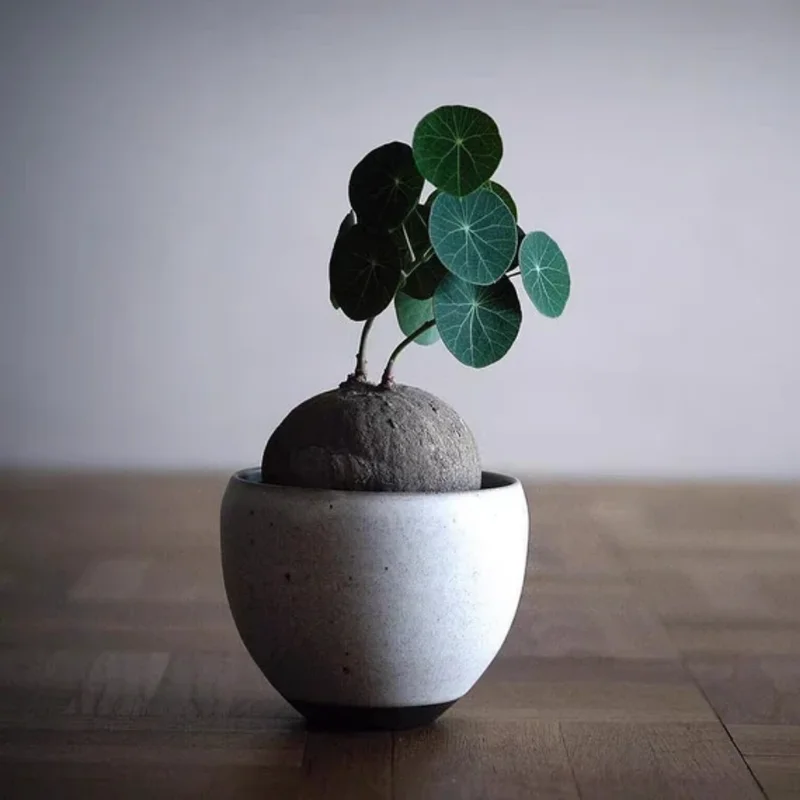 Stephania Cephalantha Caudex Plant 4-4.5in Rare Indoor Plant