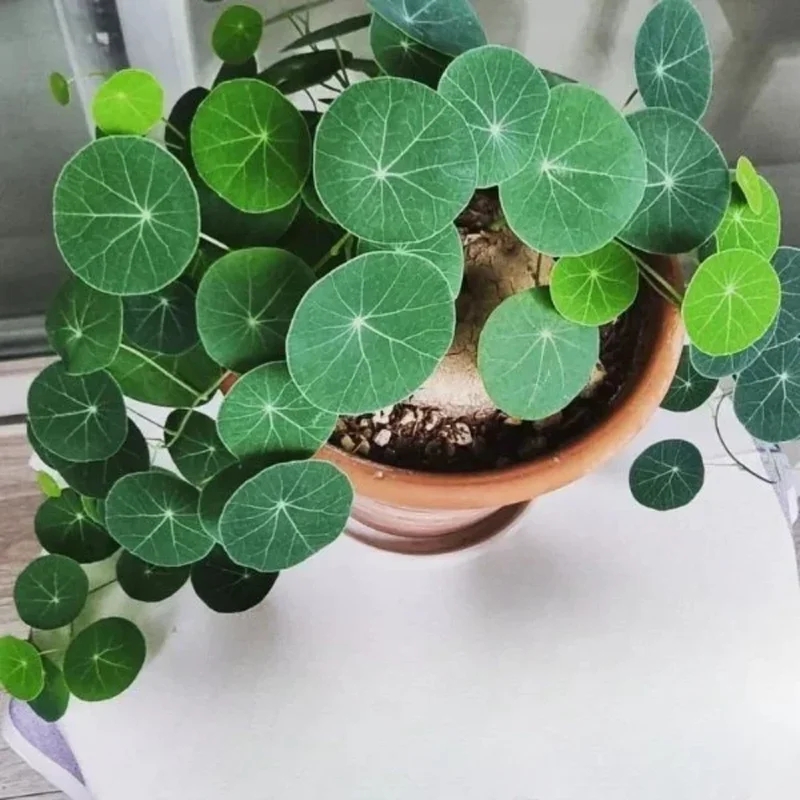 Stephania Cephalantha Caudex Plant 4-4.5in Rare Indoor Plant