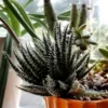 Black Haworthia Aloe Haworthioides Plant 3.5 Inch Pot Unique Succulent