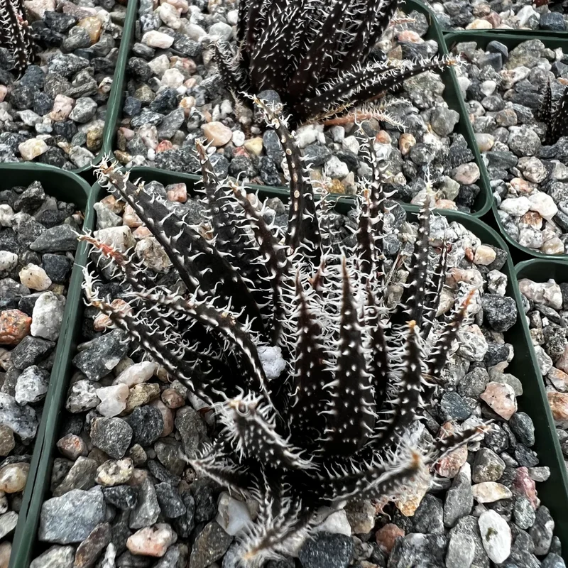 Black Haworthia Aloe Haworthioides Plant 3.5 inch Pot Unique Indoor Succulent